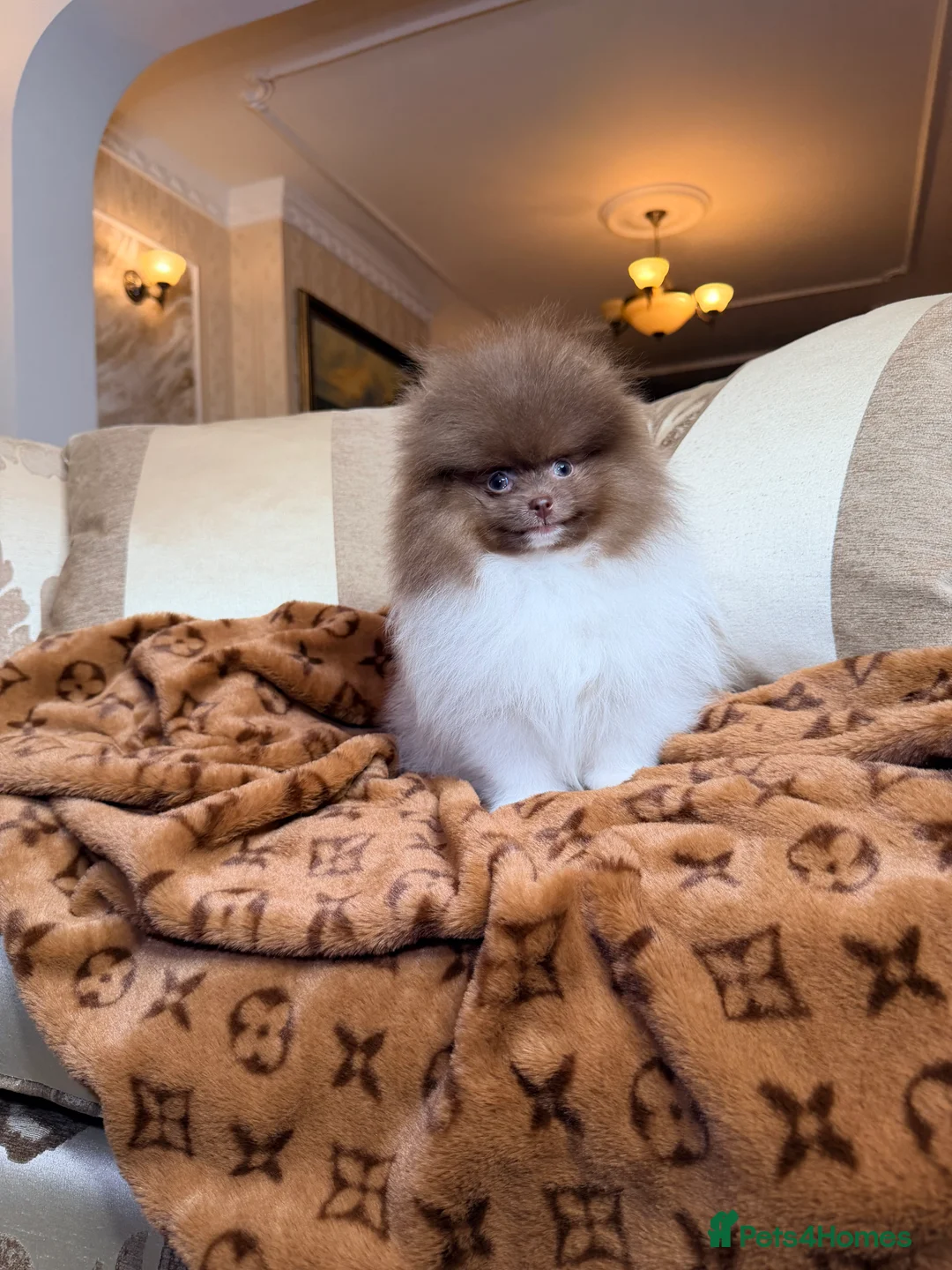 Pomeranian dogs for sale: Exclusive Lilac Party color Pomeranian Boy - Advert 4