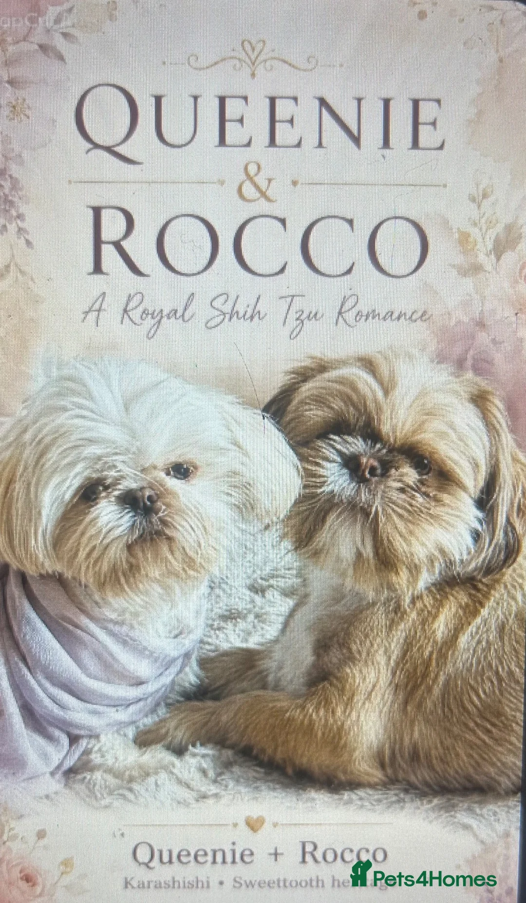 Shih Tzu dogs for sale: KC Registered, Top bloodline Imperial Babies - Advert 2