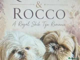 Shih Tzu dogs KC Registered, Top bloodline Imperial Babies - Advert 2