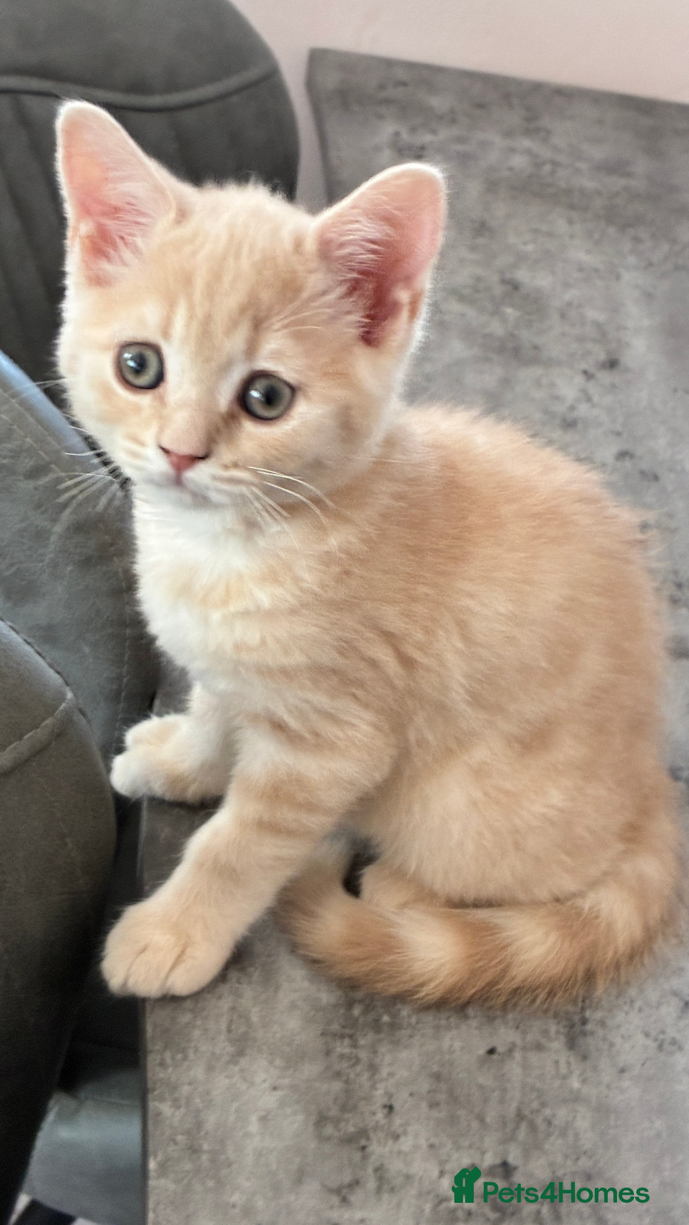 Scottish Fold cats Stunning Scottish Fold/straight Kittens - Advert 2