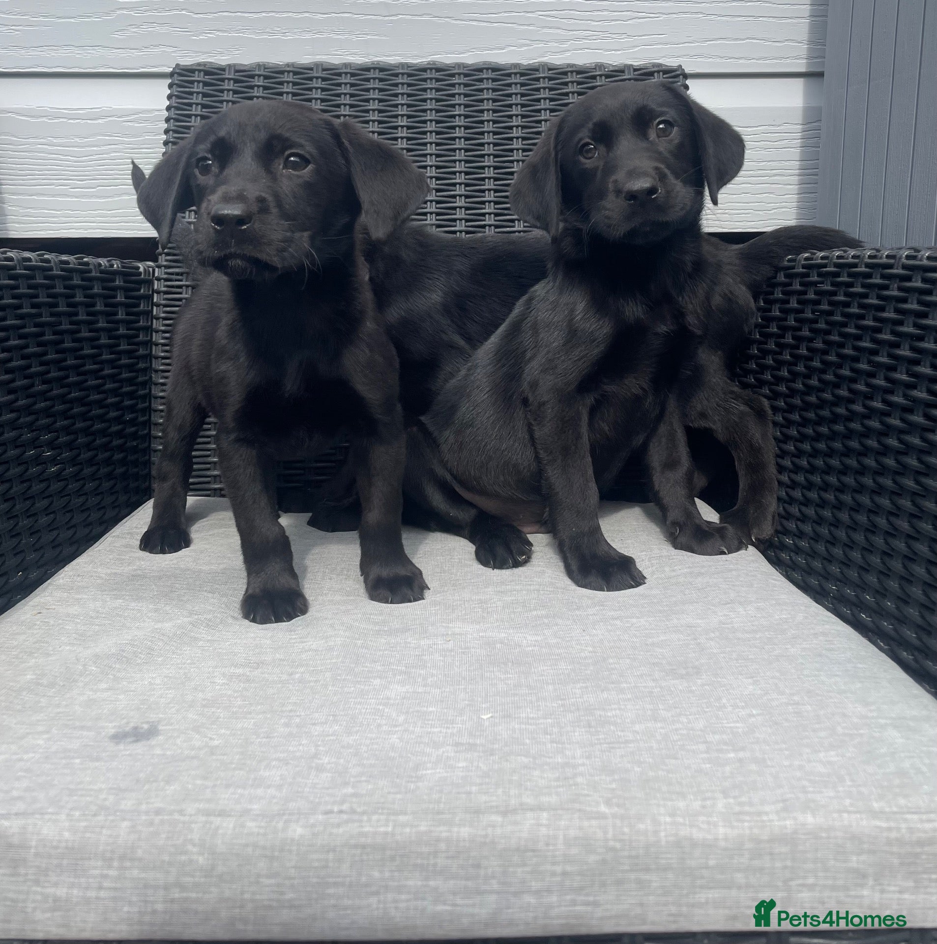 Labrador Retriever dogs Beautiful lab boy  - Advert 4