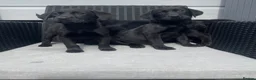 Labrador Retriever dogs for sale: Beautiful lab boy  - Advert 1