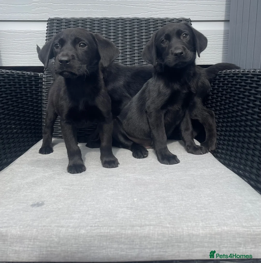 Labrador Retriever dogs for sale: Beautiful lab boy  - Advert 1