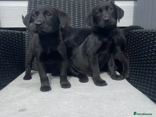 Labrador Retriever dogs Beautiful lab boy - Advert 5
