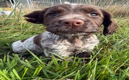 Cocker Spaniel dogs for sale: Extensively Health Tested KC Registered Girl - Image 10