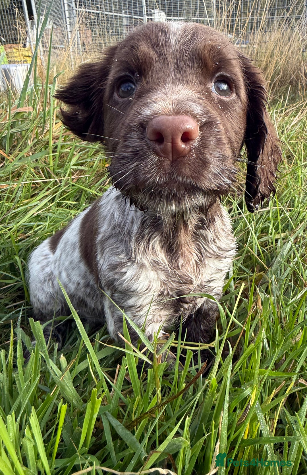 Cocker Spaniel dogs for sale: Extensively Health Tested KC Registered Girl - Image 10