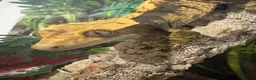 Gecko reptiles for sale: Crested gecko and full bio active tank  - Advert 5