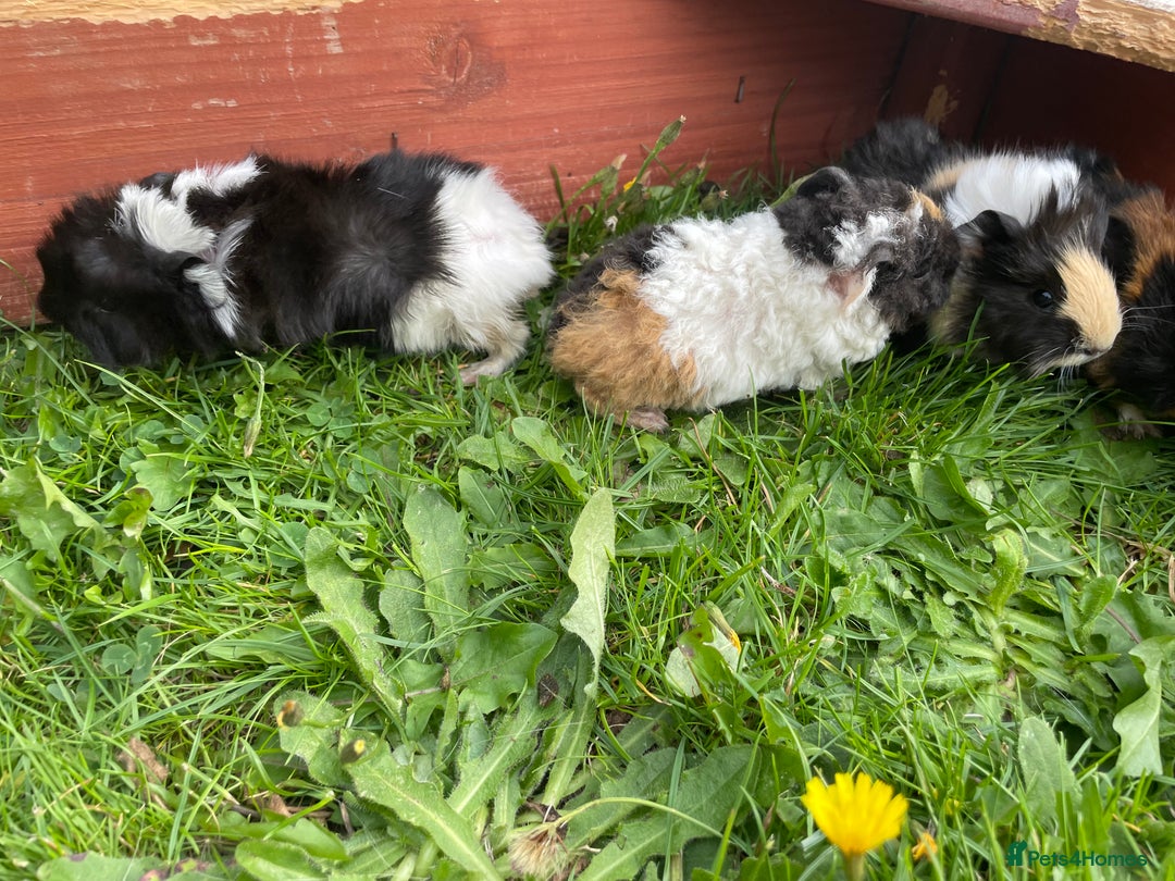 Guinea Pig rodents for sale: 4 baby male guinepigs  - Image 2