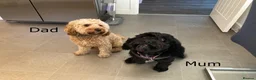 Cockapoo dogs for sale: One handsome boy ready for new home. - Advert 17