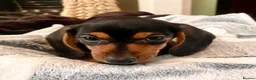 Miniature Dachshund dogs for sale: 💕 Ready Now and Reduced! Lovely Mini Doxies - Advert 14