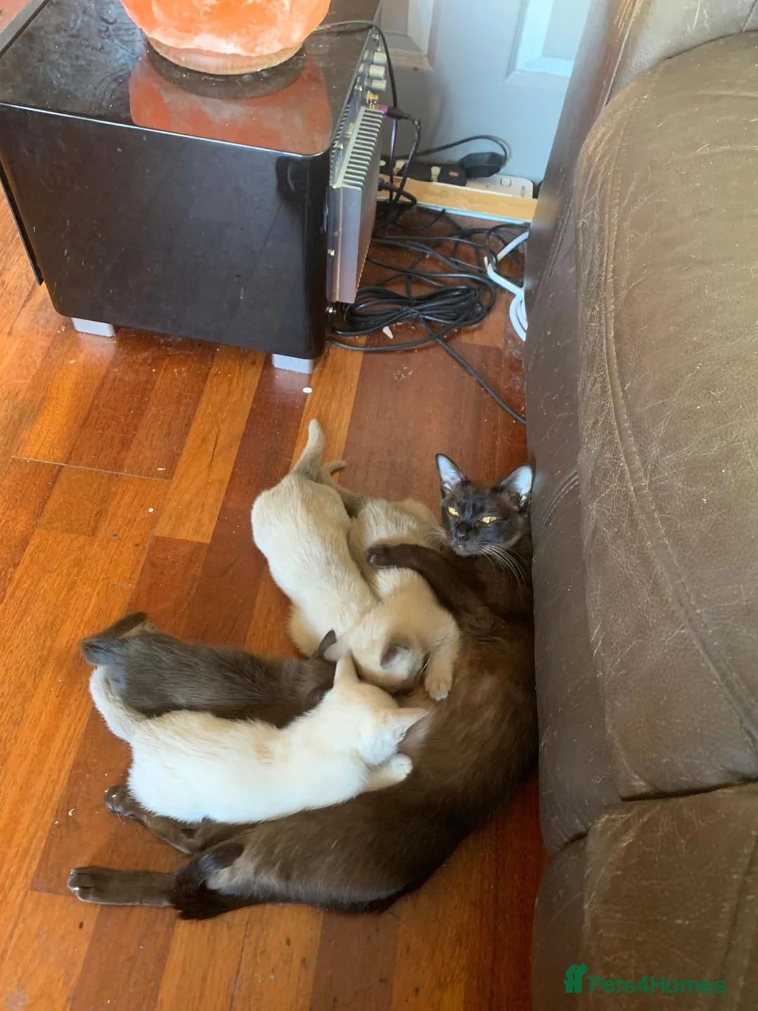 Burmese cats for sale: Beautiful Female Burmese Kittens  in Swindon - Advert 2