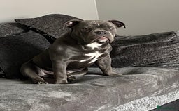 American Bully dogs for sale: American pocket bully  - Image 4