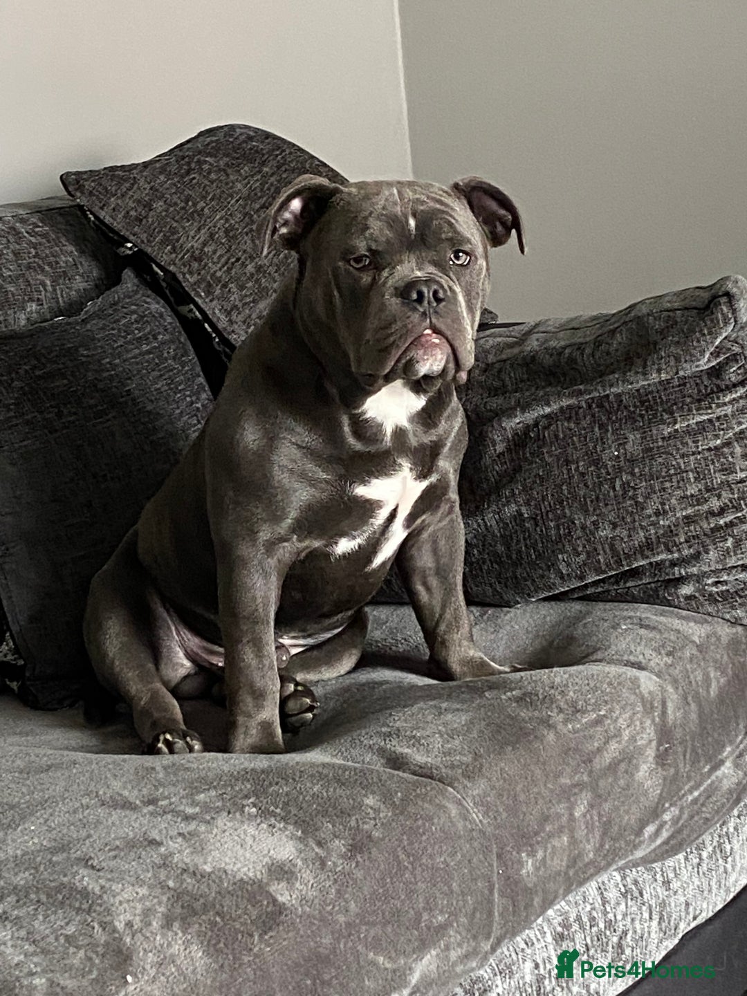American Bully dogs for sale: American pocket bully  - Image 4