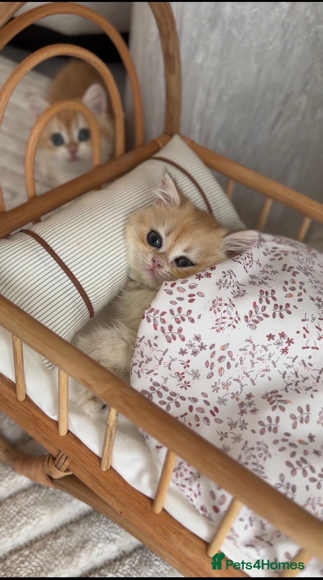 British Shorthair cats for sale: Golden British shorthair kittens - Advert 28