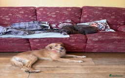 Mixed Breed dogs for adoption: Loving Buddy is waiting for you! - Image 10