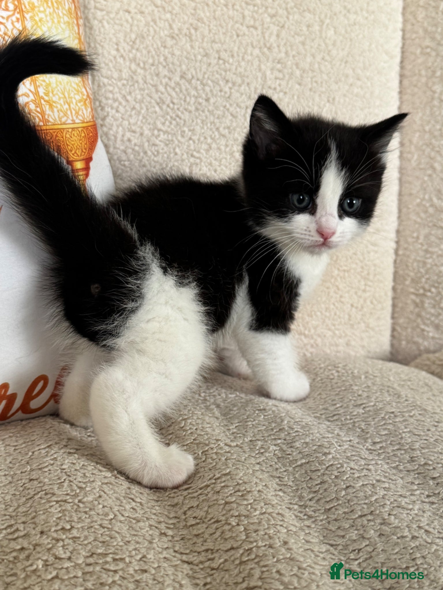 Ragdoll cats One Left ! Beautiful Calico x Ragdoll Kittens  - Advert 18