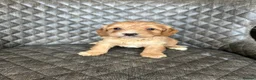 Cockapoo dogs for sale: ***Waiting Lists Now Open*** in Deal - Advert 7
