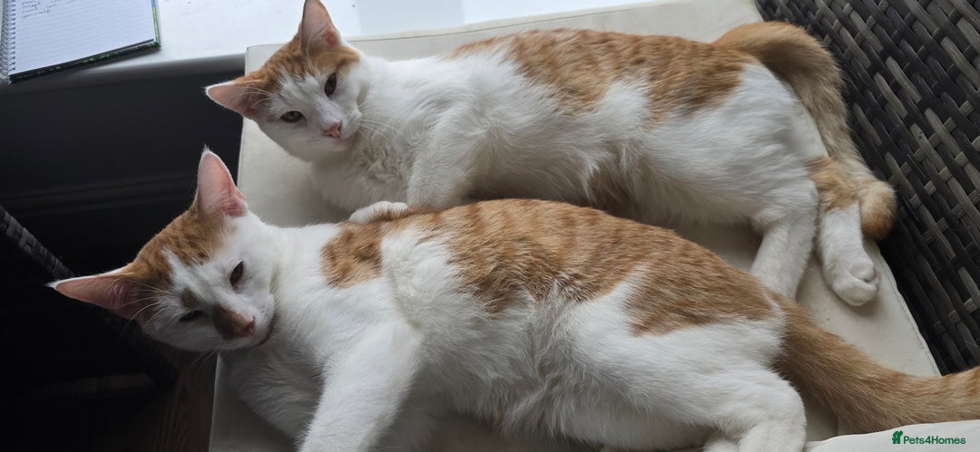 British Shorthair cats for sale: 2 ginger brothers  - Image 2