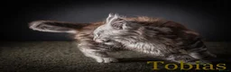 Maine Coon cats for sale: TICA-Registered Male Maine Coon Kittens - Advert 13