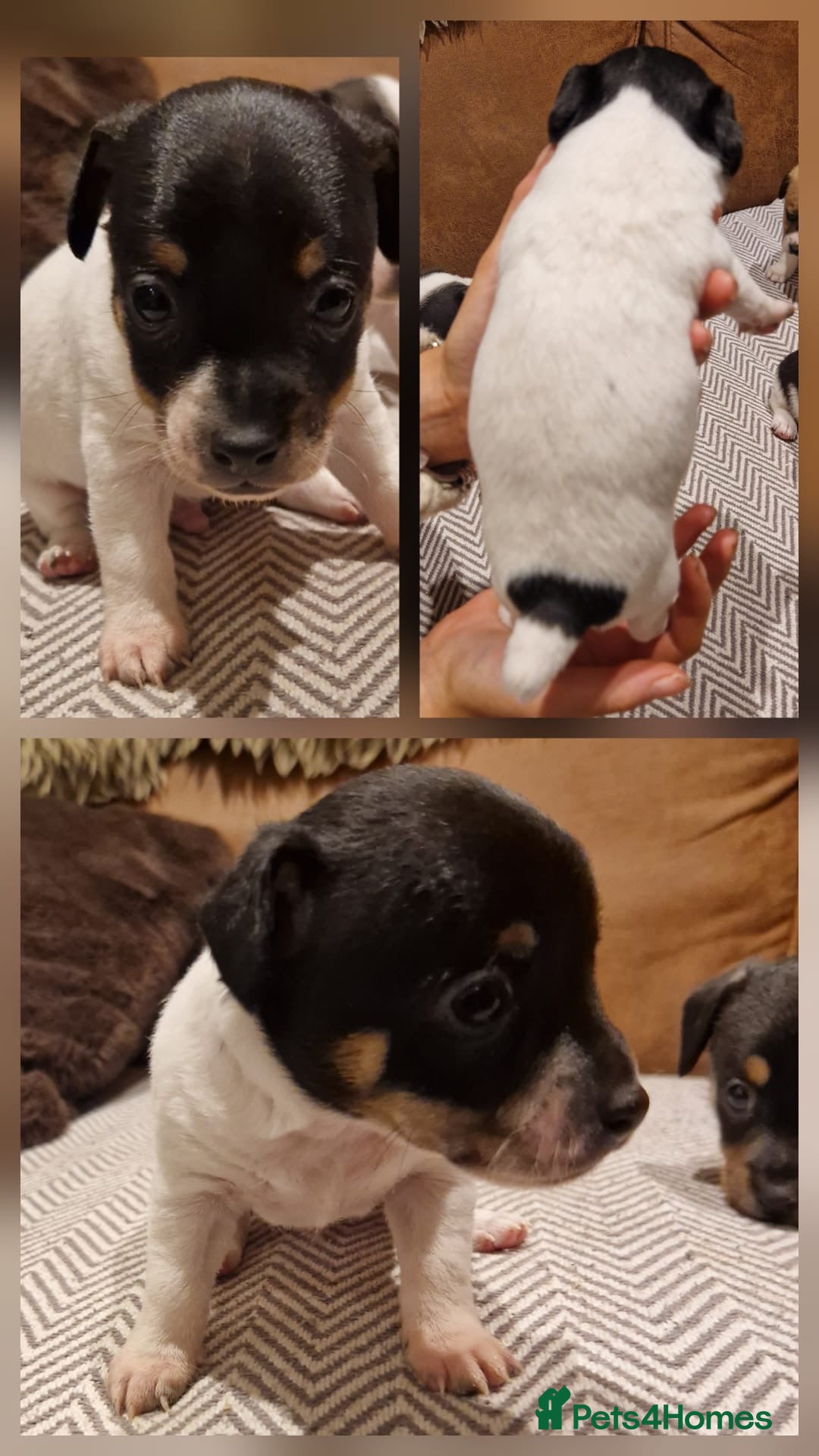 Jack Russell dogs for sale: Fabulous small type JRT BOYS - Advert 6
