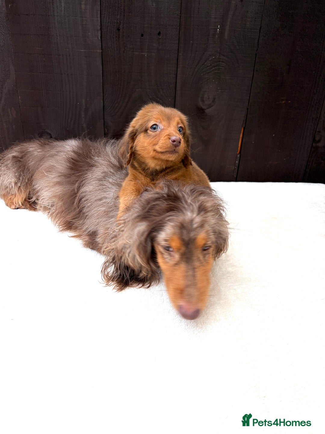Miniature Dachshund dogs for sale: Dachshund puppy only 1 Boy still available  - Advert 14