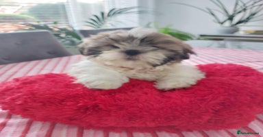 Shih Tzu dogs - Advert 1