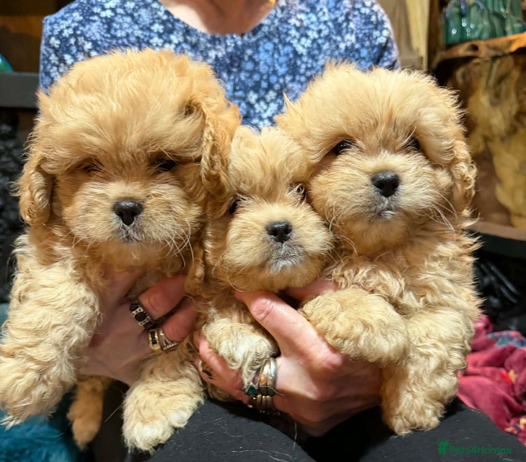 Mixed Breed dogs for sale: Peekapoo puppies, mum pekingese and dad a poodle. - Advert 5