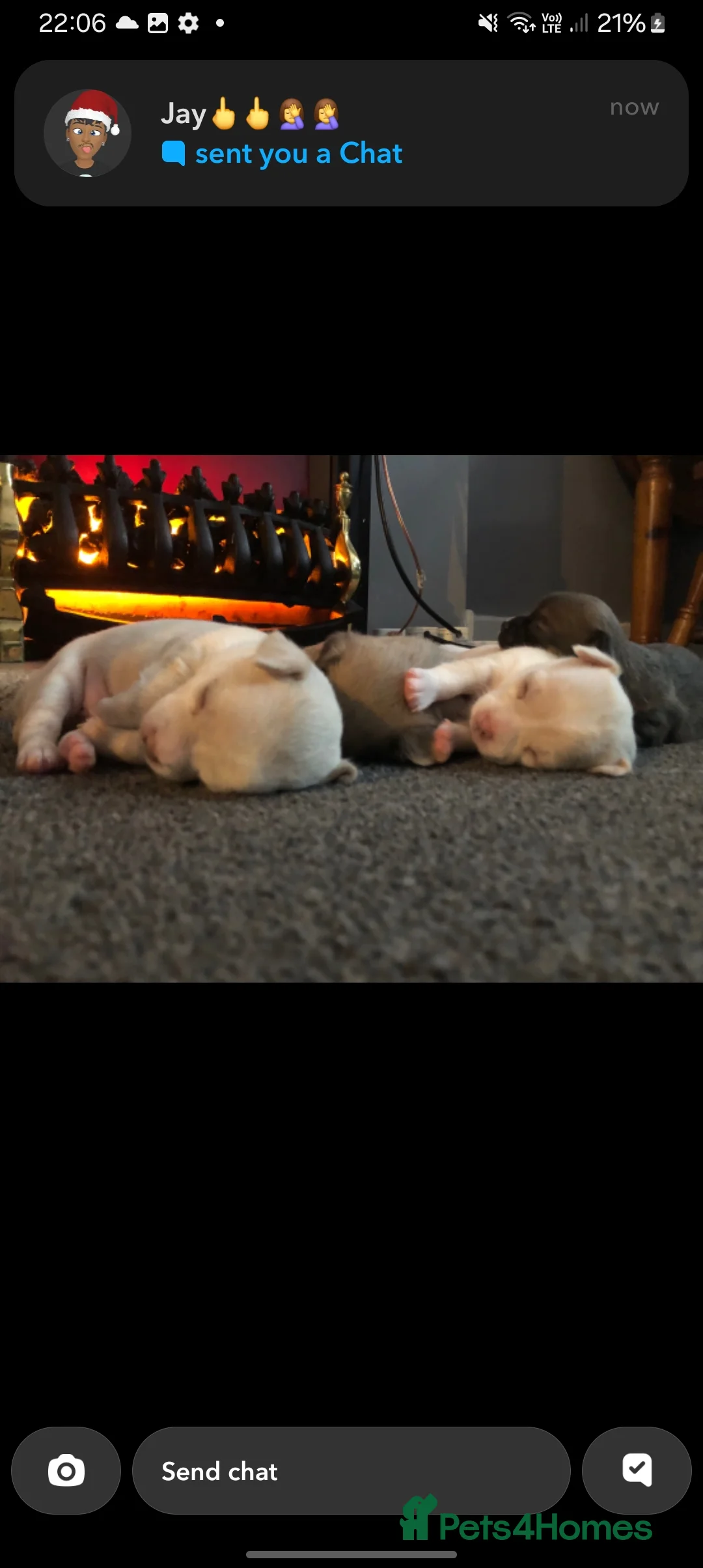 Chihuahua dogs for sale: Chihuahua puppys - Advert 12