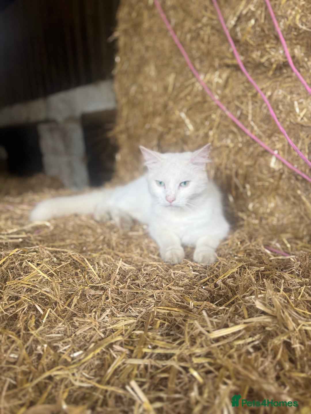 Siamese cats for sale: Two left reduced to find good homes !!!!  - Image 18