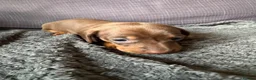 Dachshund dogs for sale: Miniature Dashund puppies - Advert 5