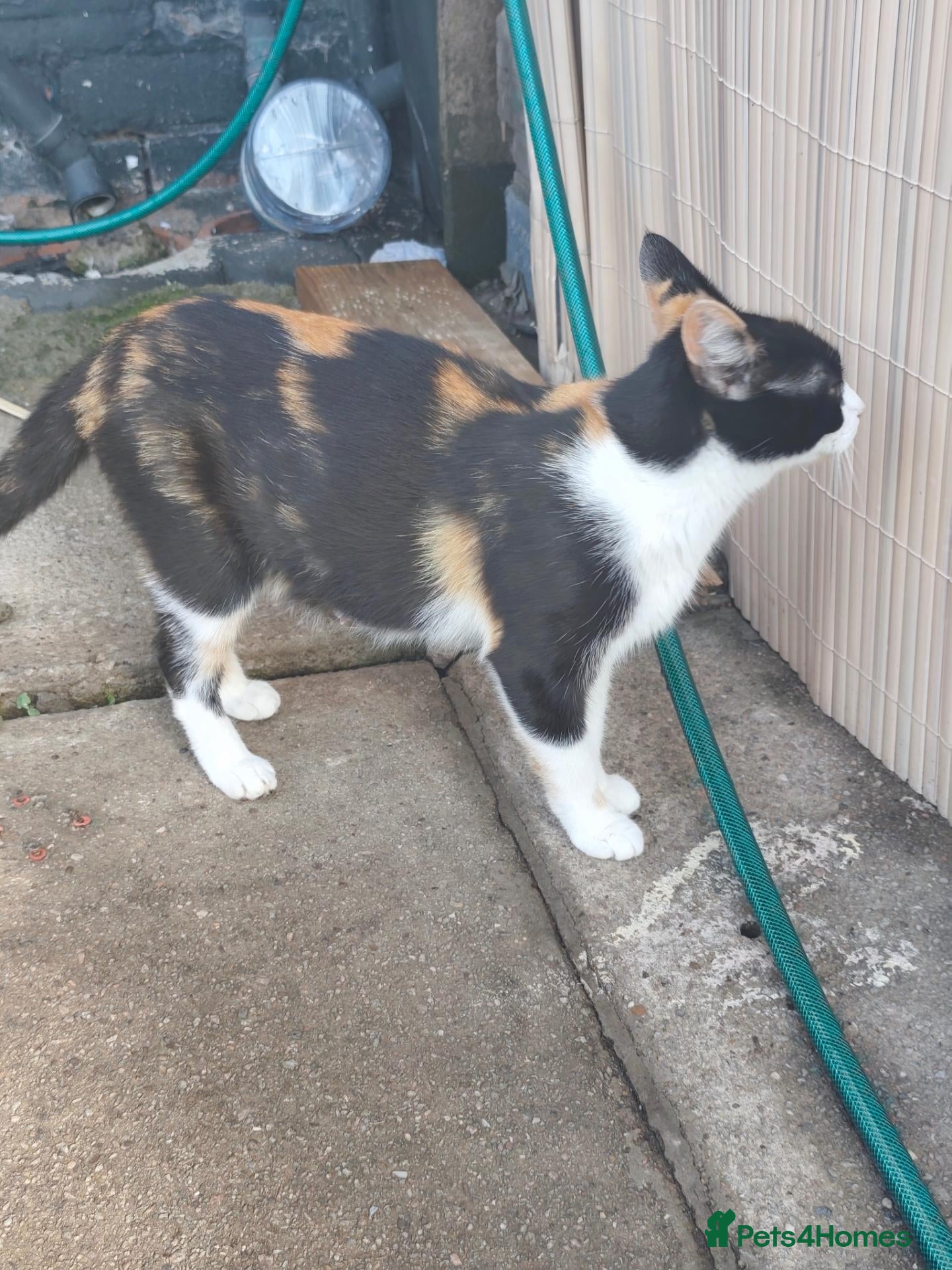 Mixed Breed cats 4 Beautiful Playful Kittens Looking for Homes - Advert 2