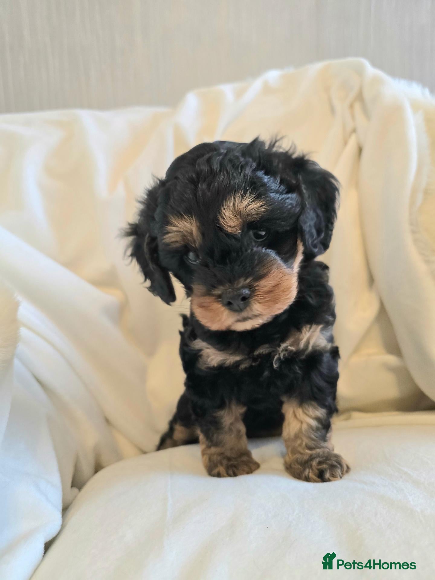 Cavalier King Charles Spaniel dogs Stunning Cavapoos  - Advert 2