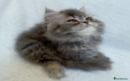 Exotic cats for sale: CHUBBY KITTENS - Image 12