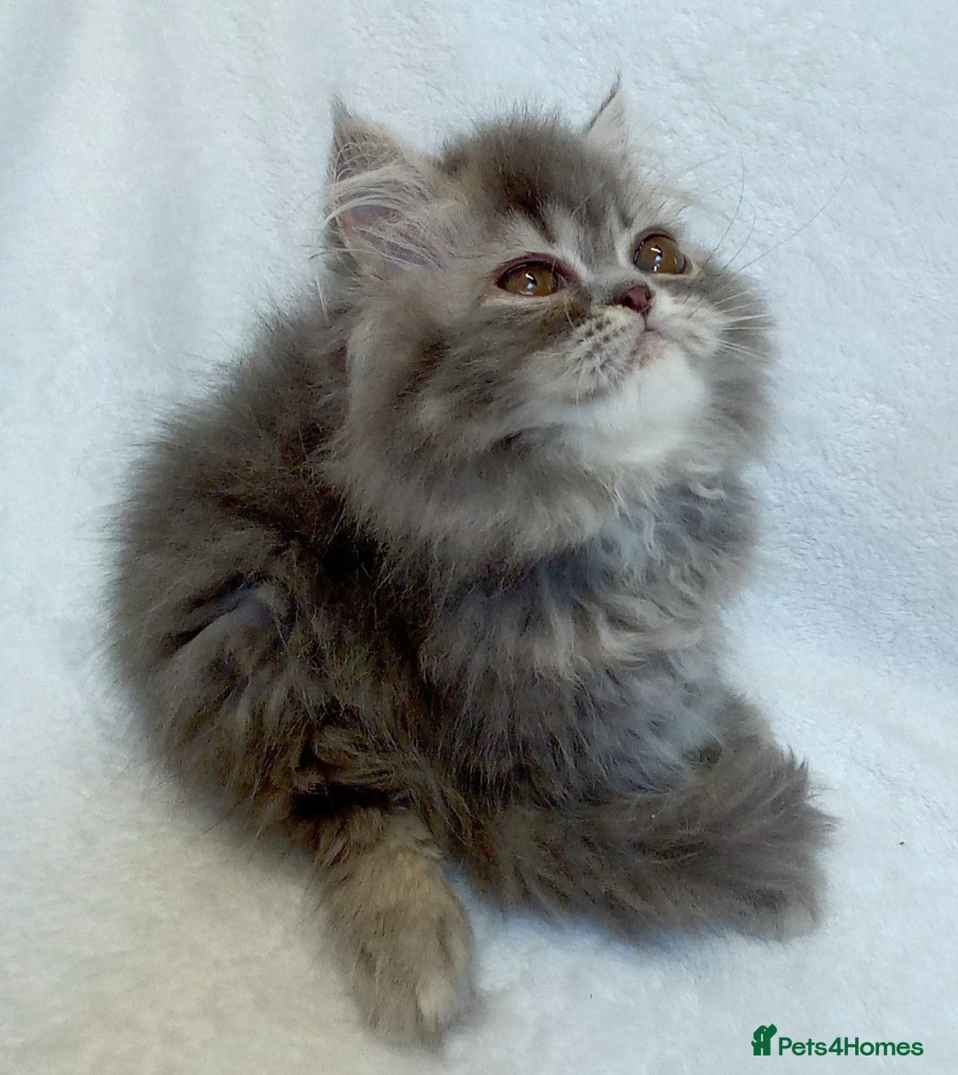 Exotic cats for sale: CHUBBY KITTENS - Image 12