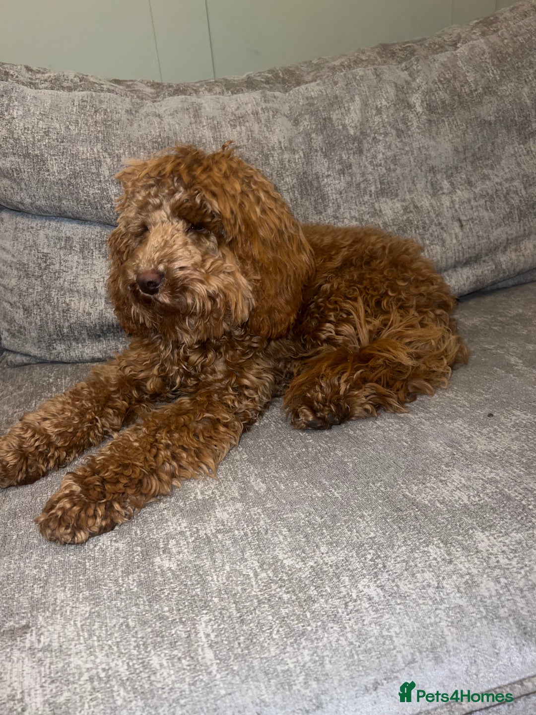 Cockapoo dogs for sale: Red Cockapoo Female Puppy  - Advert 1