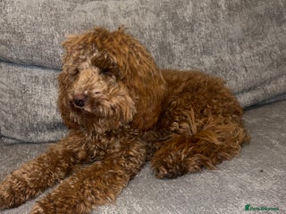 Cockapoo dogs Red Cockapoo Female Puppy - Advert 1