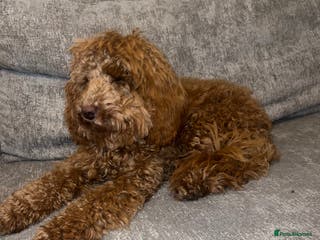 Cockapoo dogs Red Cockapoo Female Puppy - Advert 14