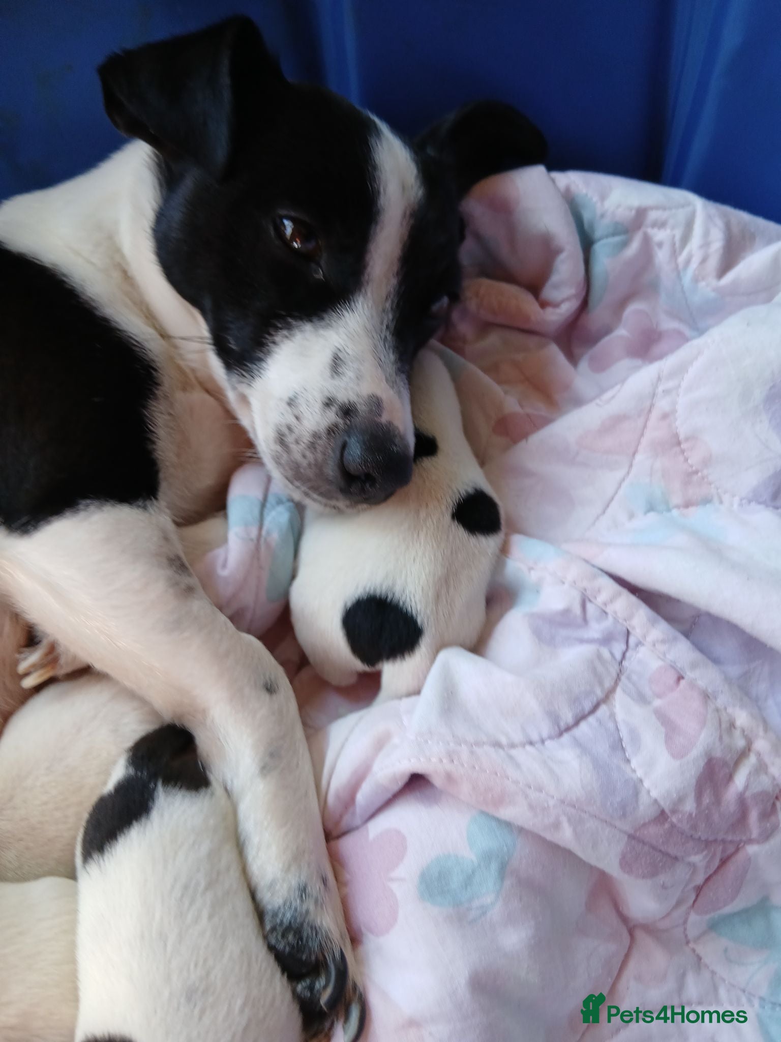 Jack Russell dogs Fully vaccinated/chipped 11wk male Jack Russell  - Advert 2