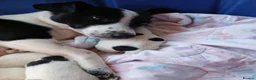 Jack Russell dogs for sale: Fully vaccinated/chipped 11wk male Jack Russell  - Advert 1