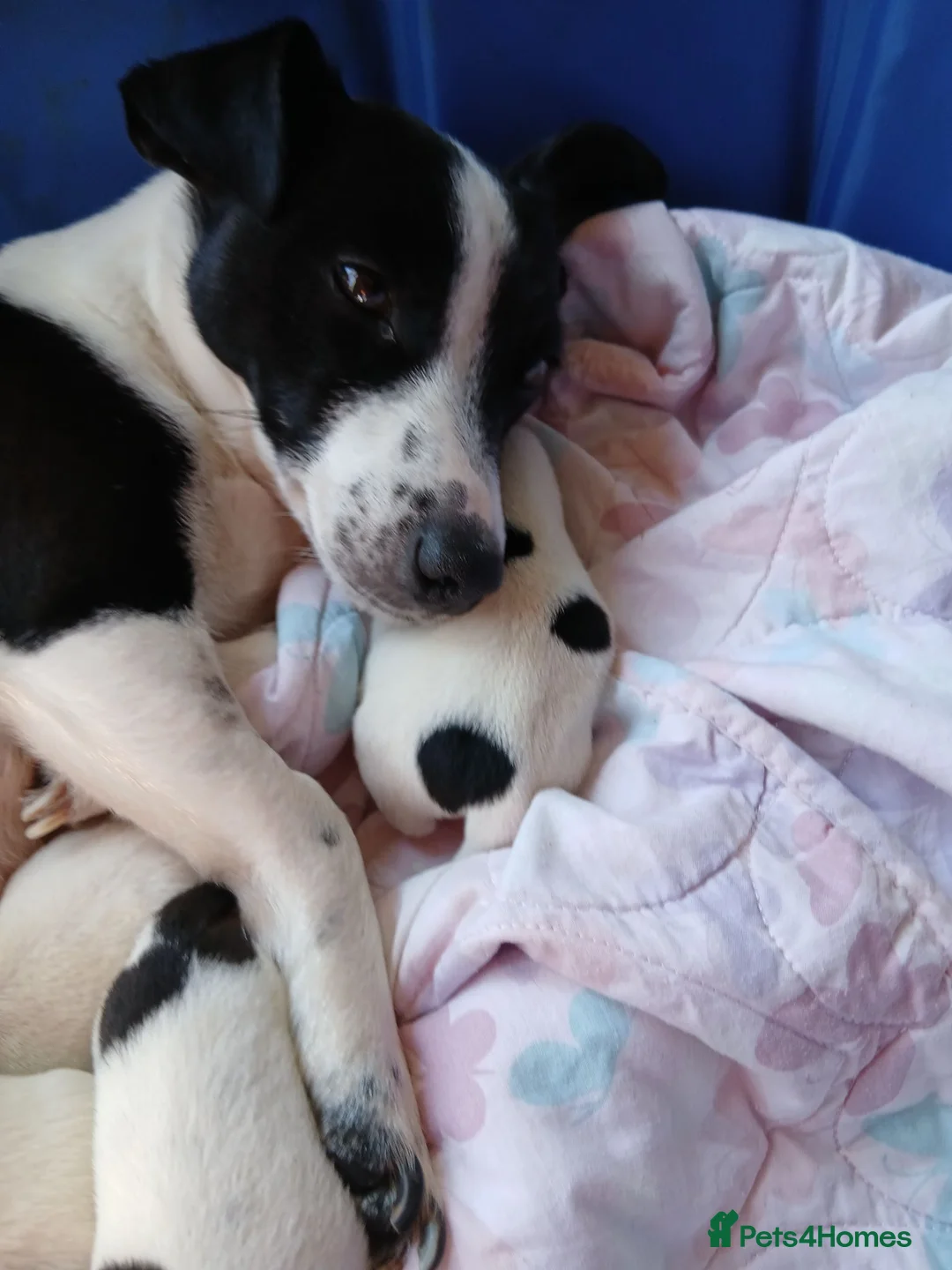 Jack Russell dogs for sale: Fully vaccinated/chipped 11wk male Jack Russell  - Advert 1