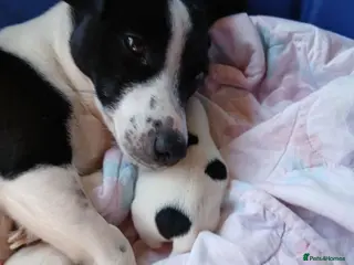 Jack Russell dogs Fully vaccinated/chipped 11wk male Jack Russell - Advert 7