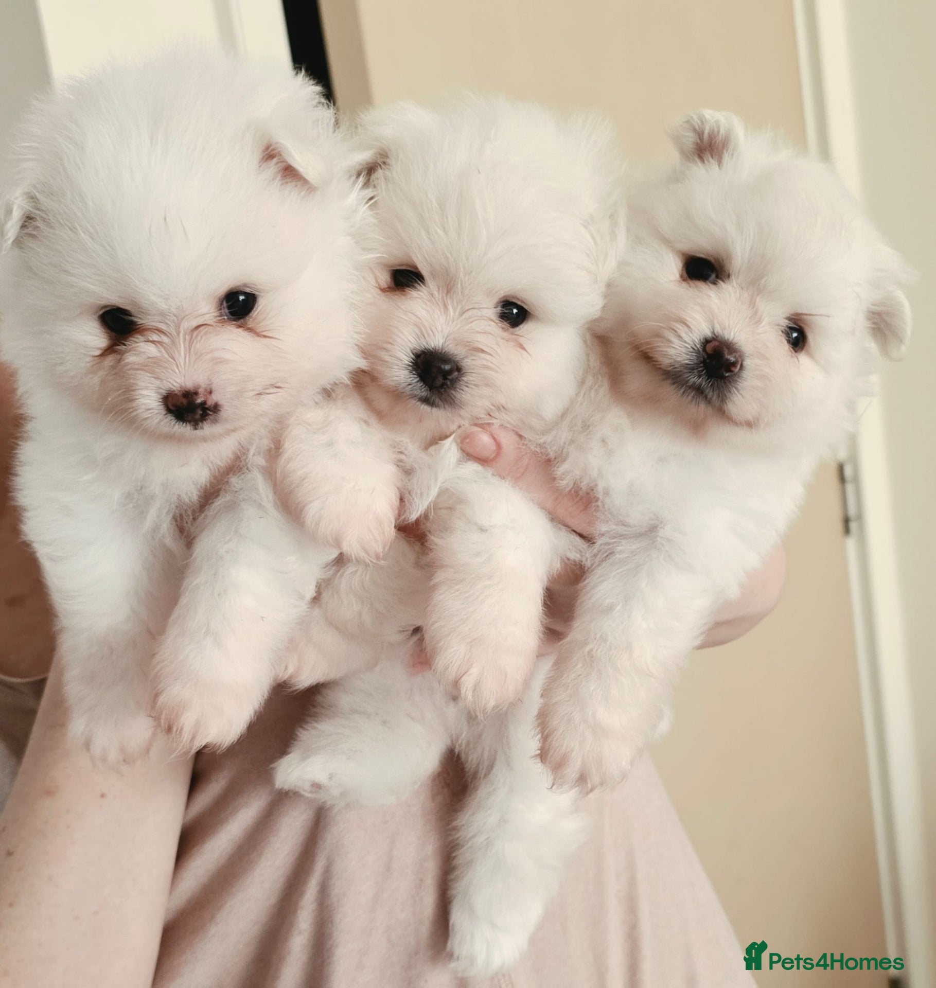 Pomeranian dogs 3 white Pomeranian puppies  - Advert 2