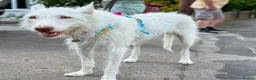 Ibizan Hound dogs for adoption: Babu - Stunning Spanish Podenco  - Advert 11