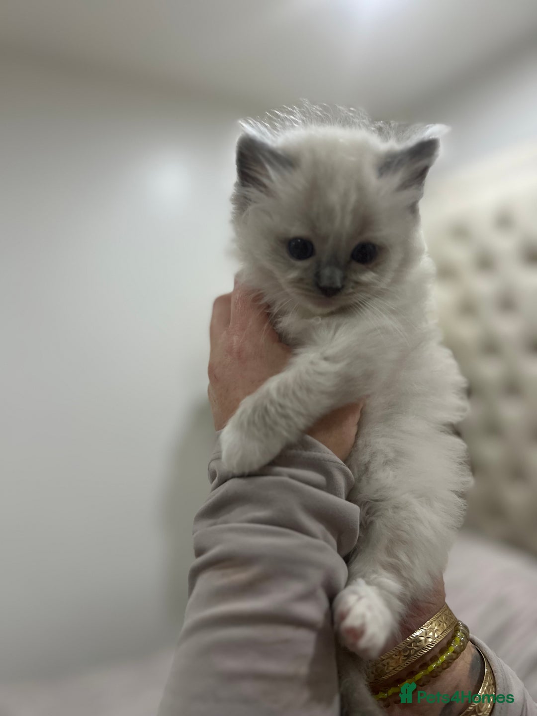 Ragdoll cats for sale: Gccf ragdoll kittens imperial grand champion lines - Advert 11