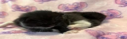 Mixed Breed cats for sale: Frankie’s Kittens Ready 20th August - Advert 17