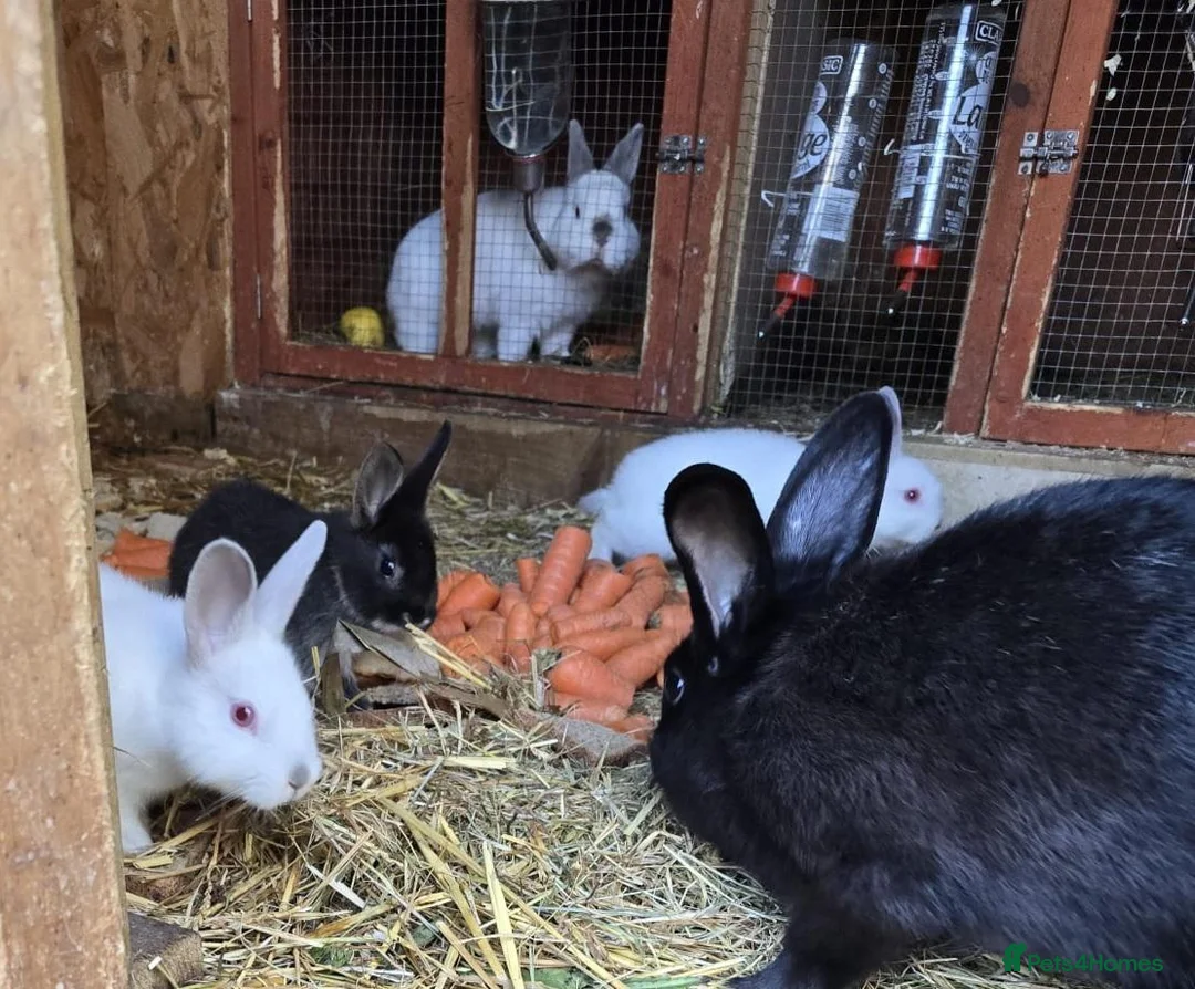 Mixed Breed rabbits for sale: Beautiful! in London - Advert 1