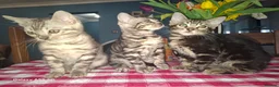 Bengal cats for sale:  Outstanding Bengal Kittens– 5★ Licensed Cattery - Advert 5