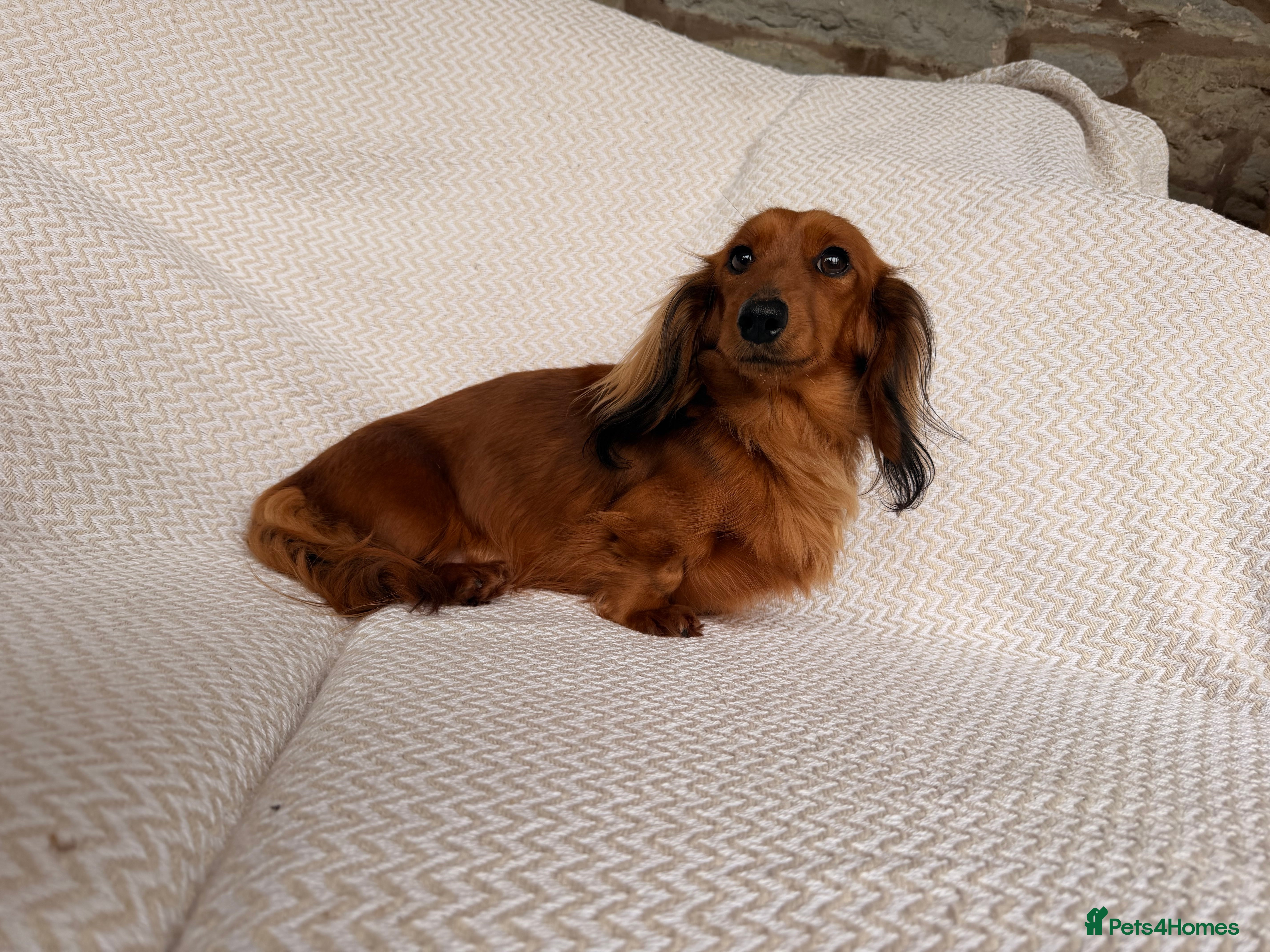 Miniature Dachshund dogs Quality Miniature Dachshund Puppies - Advert 3