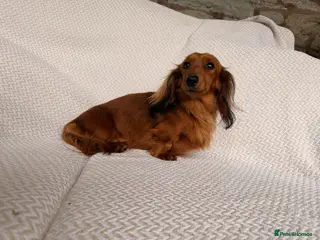 Miniature Dachshund dogs Quality Miniature Dachshund Puppies - Advert 5