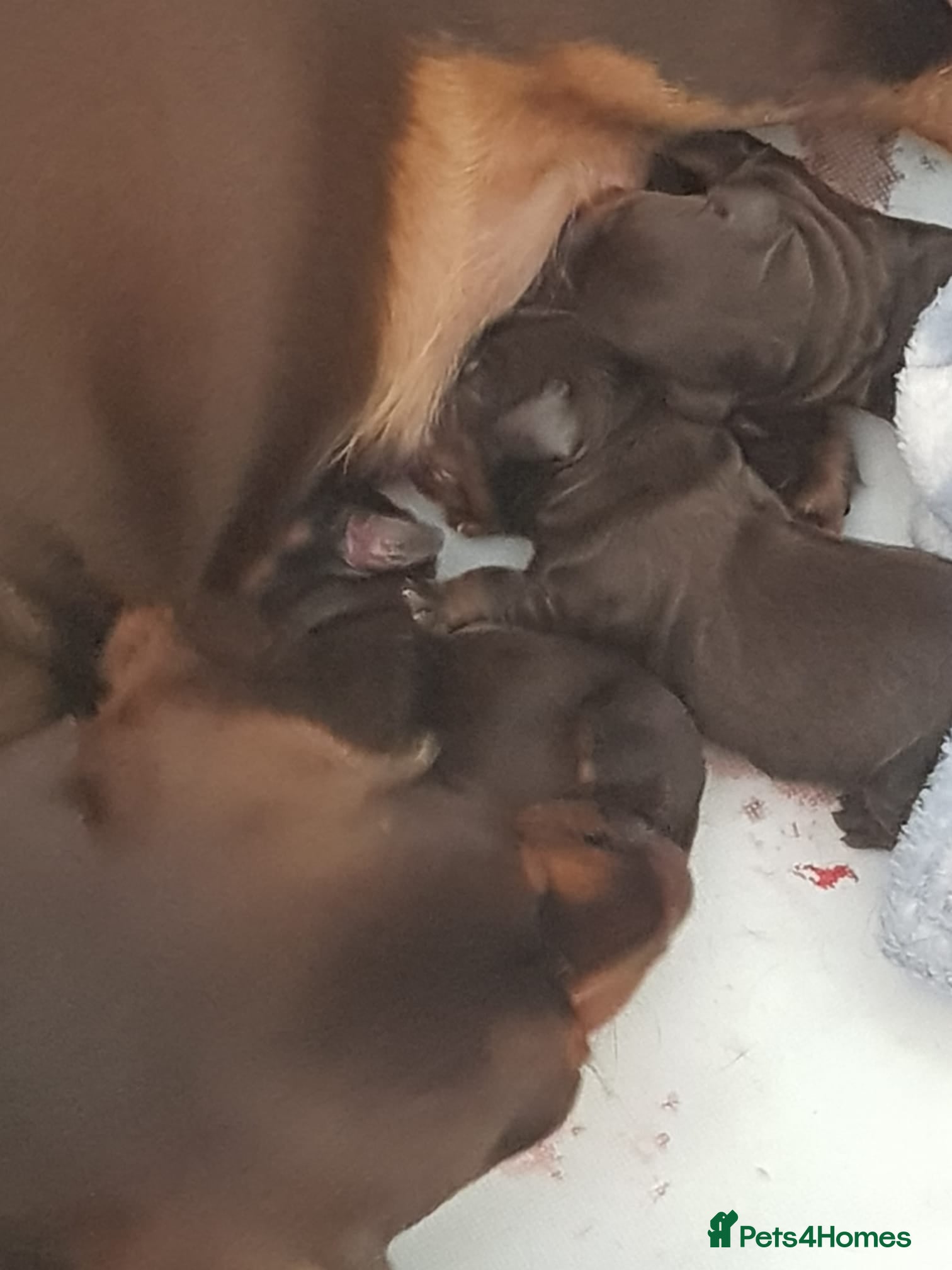 Dachshund dogs Stunning female dashound  - Advert 1